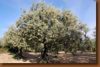 olivier en fleur